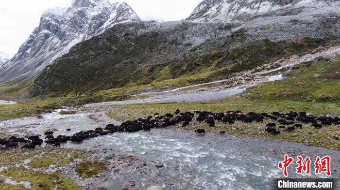 圖為轉(zhuǎn)場中的牦牛?！÷蹇?攝