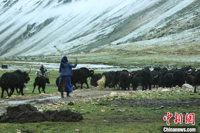 圖為牧民在趕牦牛?！÷蹇?攝