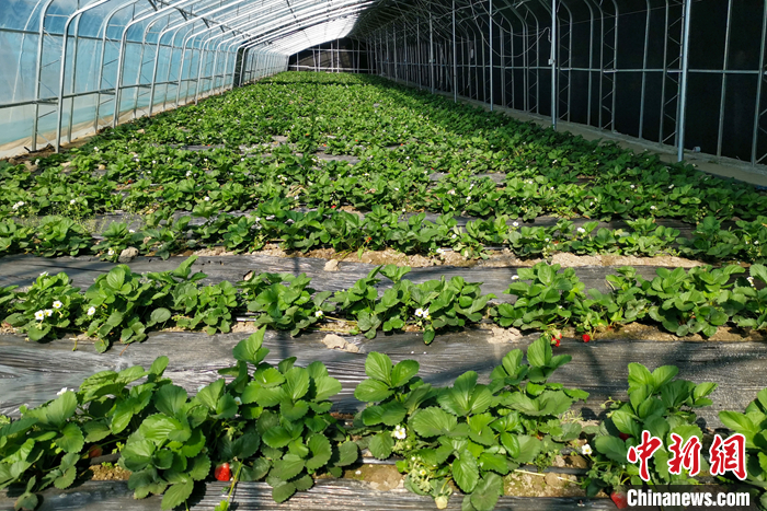 圖為10月21日，康馬縣薩馬達(dá)鄉(xiāng)高原溫室大棚內(nèi)的草莓長勢良好。<a target='_blank' href='/'><p  align=
