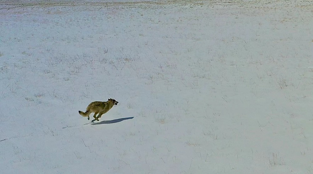 雪地里疾馳的阿里“狼”。