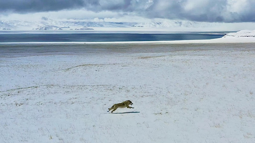 雪地里疾馳的阿里“狼”。
