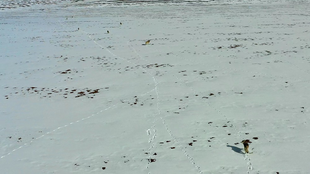 天地一色，狼群在雪地里不斷地向前奔跑。