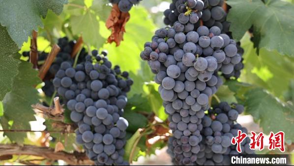 圖為桑日縣種植的葡萄?！∩侥仙Ｈ湛h委宣傳部提供