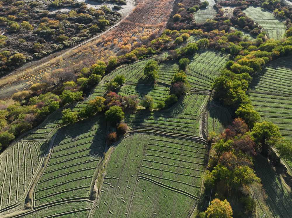 雅魯藏布江畔的高原梯田。