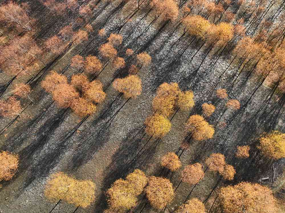 入冬時(shí)節(jié)，雅魯藏布江畔的樹林一片金黃。