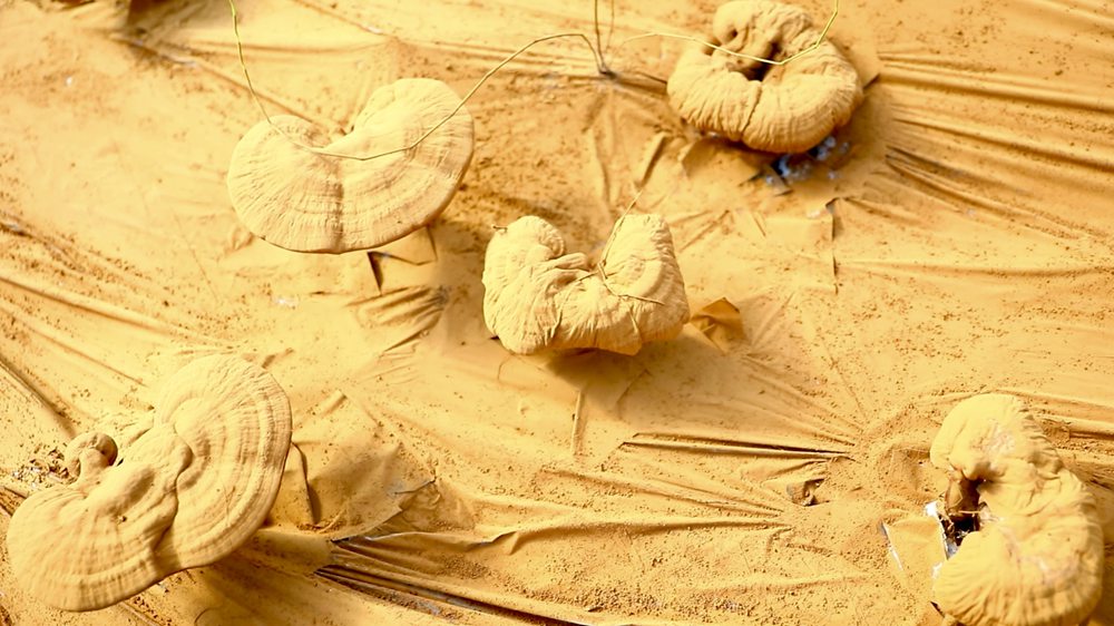 靈芝基地內(nèi)孢子粉布滿塑料膜。