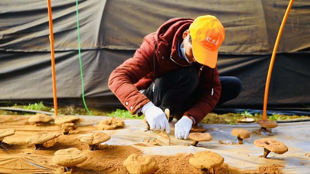 采收靈芝孢子粉。
