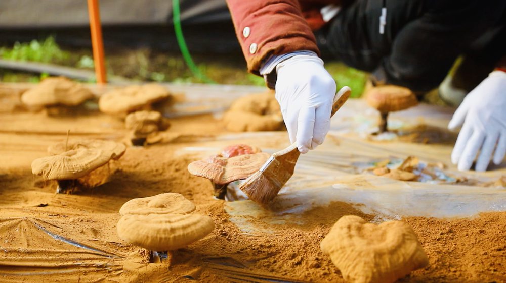 采收靈芝孢子粉。