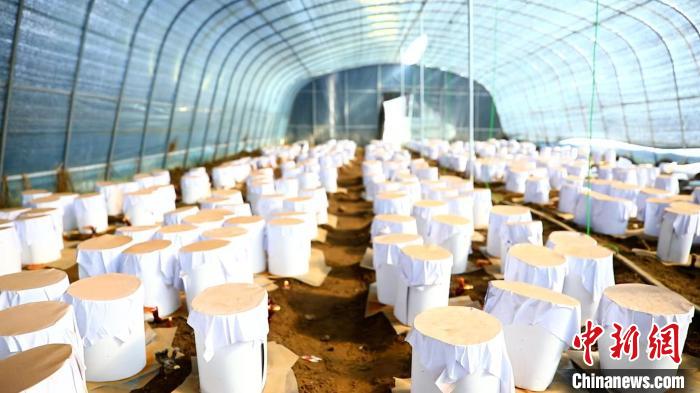 圖為靈芝套袋?！∴嚢?攝