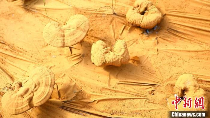 圖為靈芝基地內(nèi)孢子粉布滿塑料膜?！〉录?攝