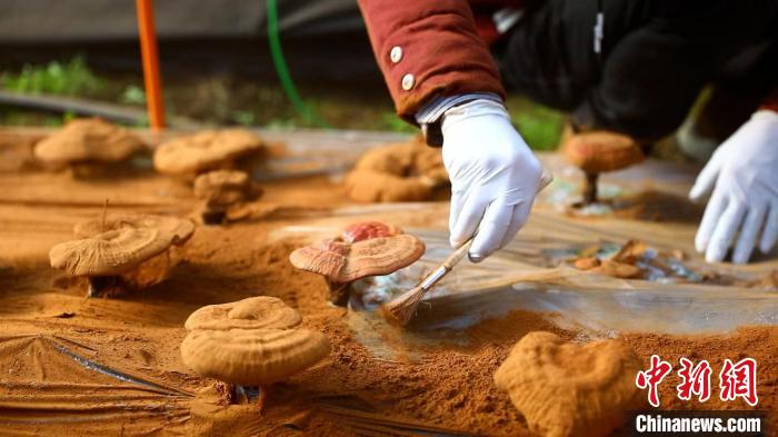 圖為農(nóng)民采收靈芝孢子粉?！〉录?攝