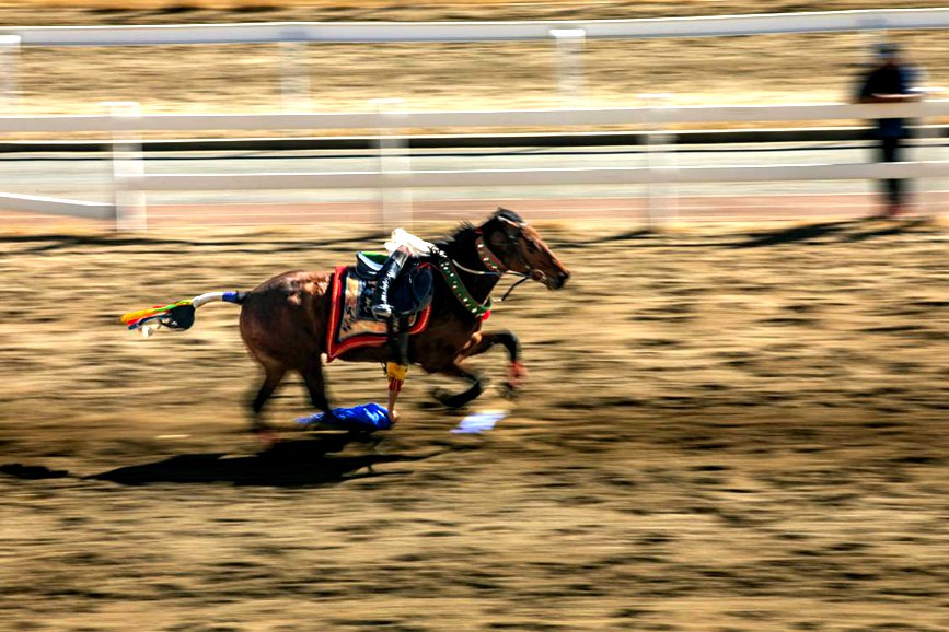 藏歷新年，精彩的馬術(shù)表演。張靜攝