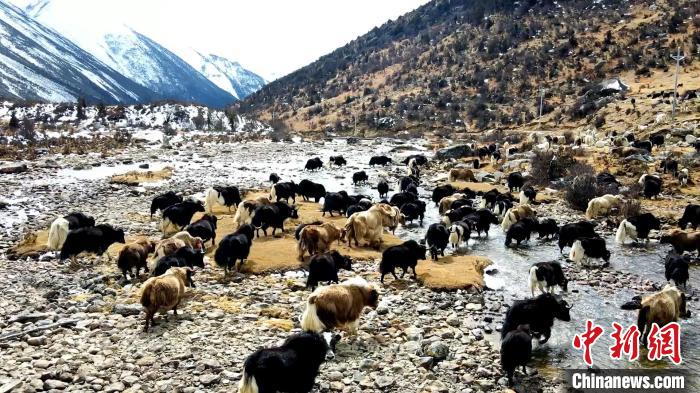 圖為角木那村生態(tài)散養(yǎng)的牦牛正在覓食?！『槿艉?攝