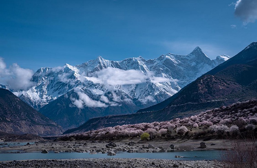 雪山下的桃花。張靜攝