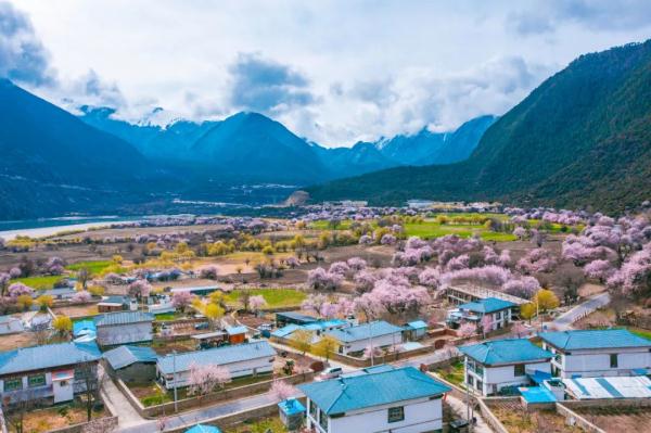 人間桃花源！林芝桃花有多絕？