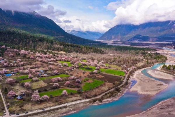 人間桃花源！林芝桃花有多絕？