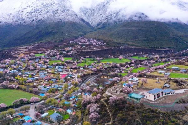 人間桃花源！林芝桃花有多絕？