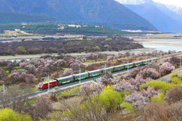 人間桃花源！林芝桃花有多絕？