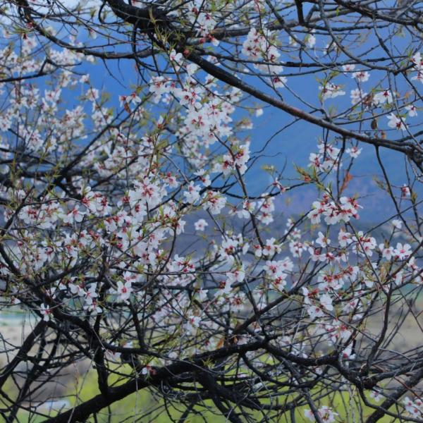 人間桃花源！林芝桃花有多絕？