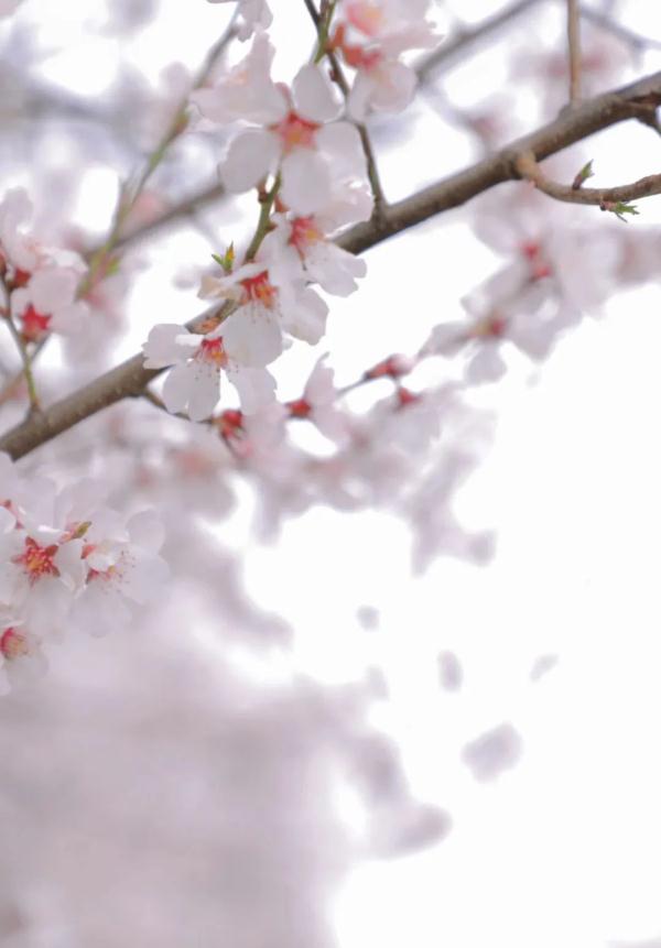 人間桃花源！林芝桃花有多絕？