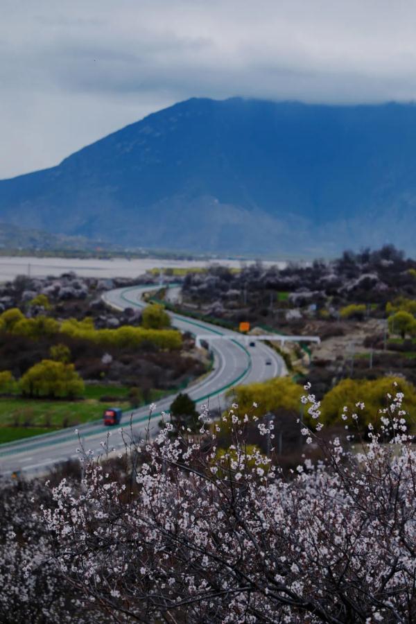 人間桃花源！林芝桃花有多絕？