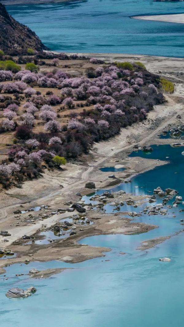 人間桃花源！林芝桃花有多絕？