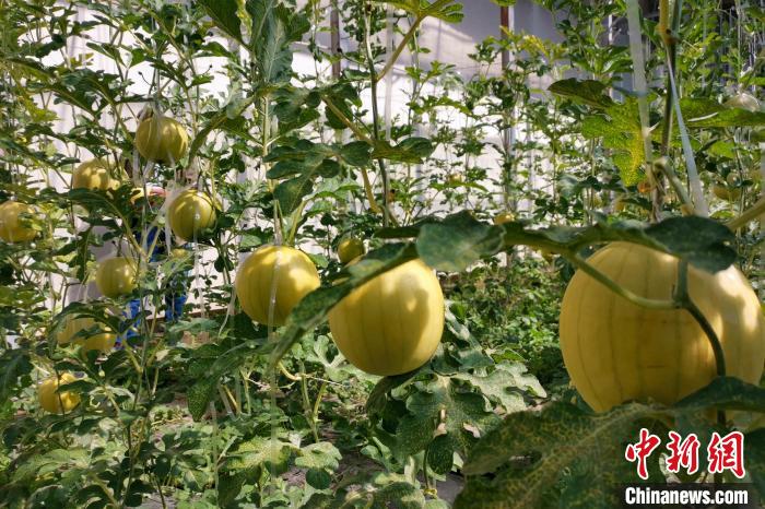 圖為康馬縣大棚內(nèi)的金太陽西瓜?！⒔ㄜ?攝