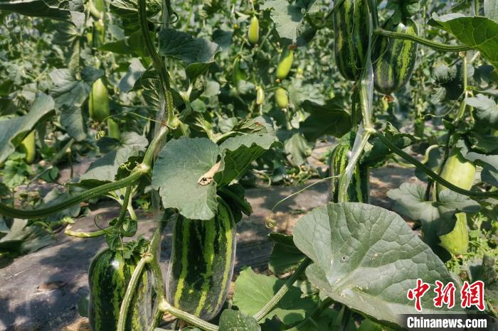 圖為西藏康馬縣大棚內(nèi)的博洋九號甜瓜?！⒔ㄜ?攝