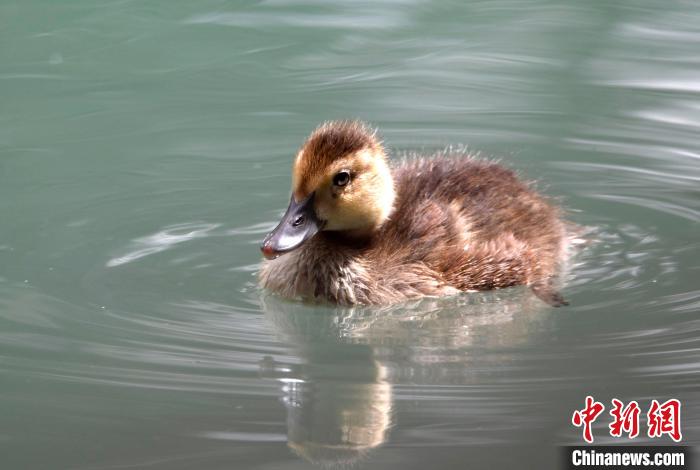 圖為6月22日，棲息在拉魯濕地的白眼潛鴨?！±盍?攝