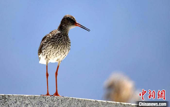 圖為6月22日，棲息在拉魯濕地的紅腳鷸?！±盍?攝