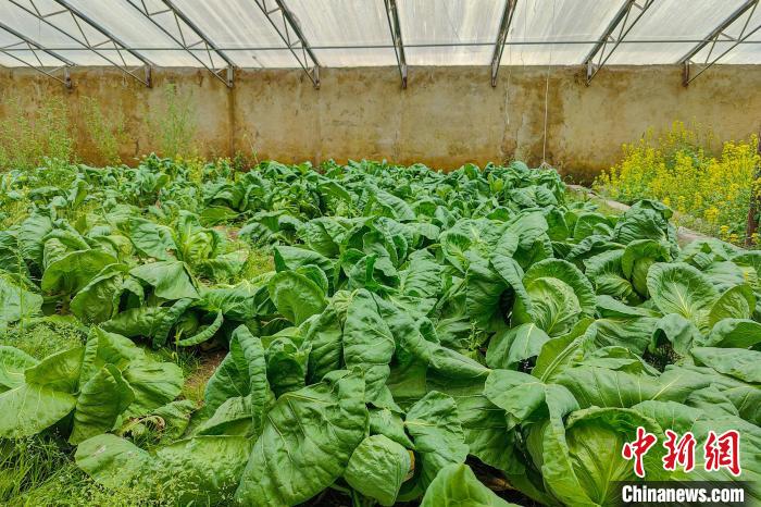 公珠湖執(zhí)勤點(diǎn)的大棚蔬菜，種菜是該執(zhí)勤點(diǎn)輪換民警們的日常?！↓埿▲P 攝