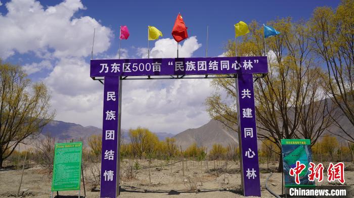 圖為“民族團(tuán)結(jié)同心林”項(xiàng)目。　乃東融媒供圖