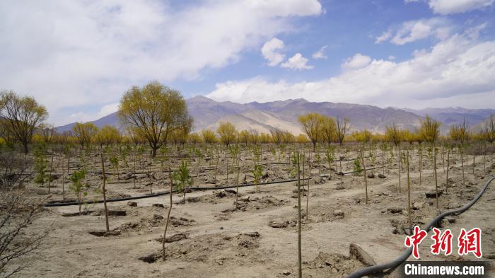 圖為位于乃東區(qū)雅魯藏布江河畔的“民族團(tuán)結(jié)同心林”已初具雛形?！∧藮|融媒供圖
