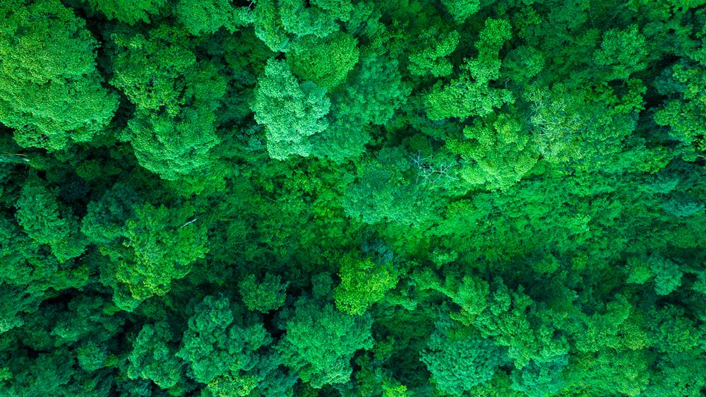 森林覆蓋率達到50%以上，滿目皆綠。益西曲批攝