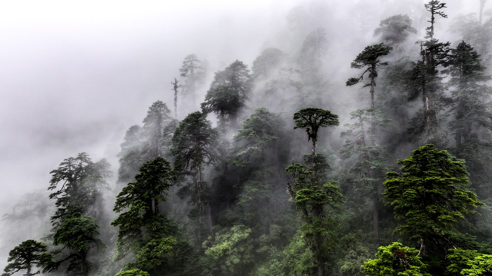 水霧蒸騰，滿目皆綠。張澤坤攝