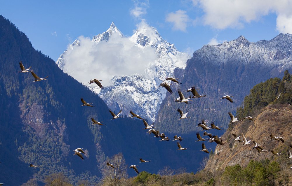 黑頸鶴蹁躚起舞美如畫。索多攝