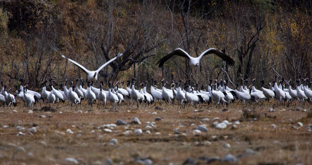 黑頸鶴蹁躚起舞美如畫。索多攝