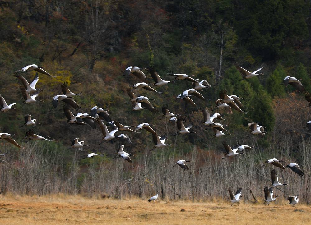 黑頸鶴蹁躚起舞美如畫。益西旦增攝