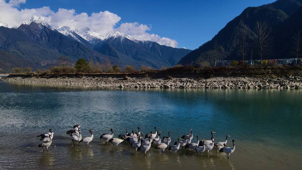 河中嬉戲的黑頸鶴。益西旦增攝