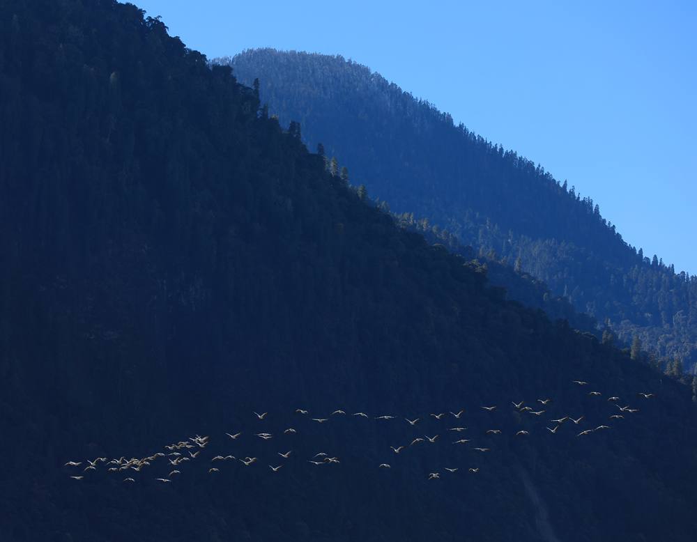 黑頸鶴在天空中自由翱翔。益西旦增攝