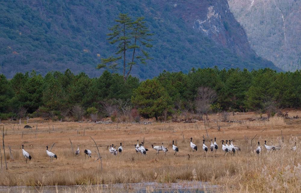 覓食中的黑頸鶴。扎頓攝