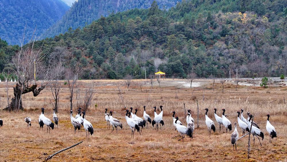 在濕地上閑庭信步的黑頸鶴。張寧攝