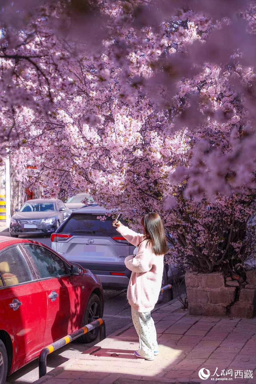 桃林下，拉薩市民游客樂(lè)享春光。人民網(wǎng)記者 次仁羅布攝