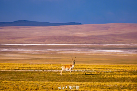 可愛(ài)壁紙上新！藏羚羊就是高原上的精靈吧