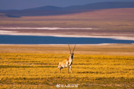 可愛(ài)壁紙上新！藏羚羊就是高原上的精靈吧