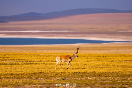 可愛(ài)壁紙上新！藏羚羊就是高原上的精靈吧