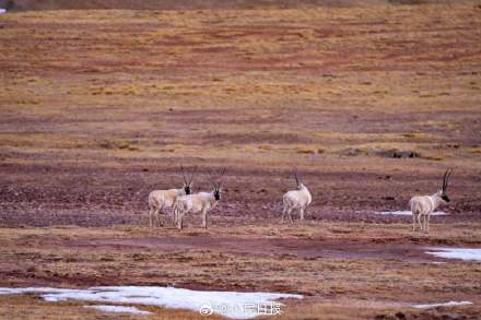 可愛(ài)壁紙上新！藏羚羊就是高原上的精靈吧