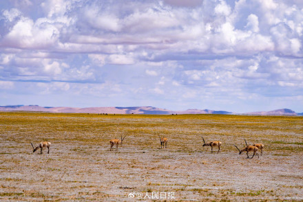 可愛(ài)壁紙上新！藏羚羊就是高原上的精靈吧