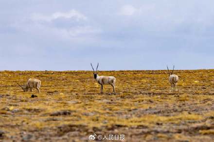 可愛(ài)壁紙上新！藏羚羊就是高原上的精靈吧