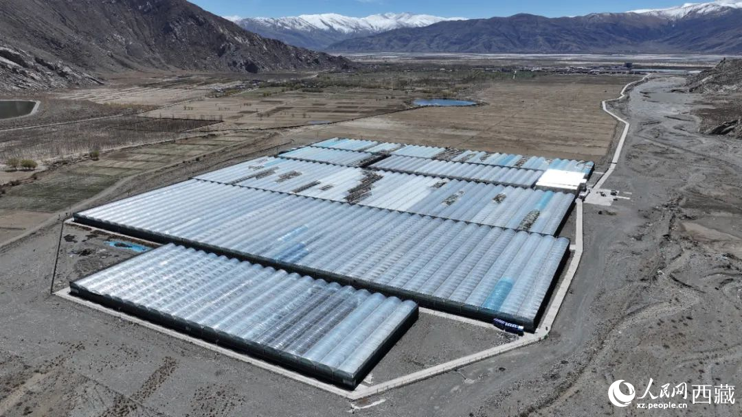 戈壁田園全景。次仁龍布攝